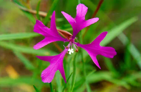 Clarkia_pulchella.jpg
