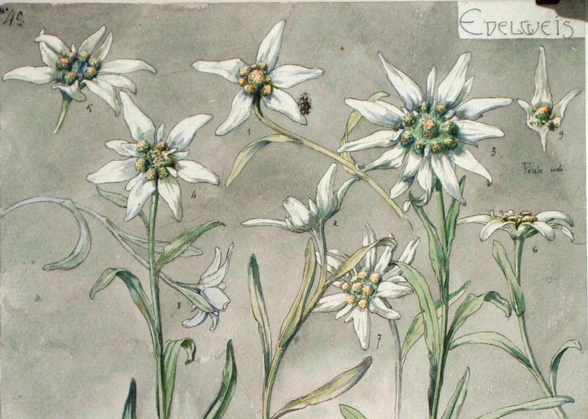 _tude_d_edelweiss_par_Henri_Berg_.jpg